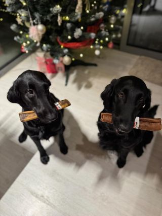 Spokojené psí pohledy mluví za vše 🐶🥩 Když je v tlamě poctivá hovězí dobrota, radost je zaručena!😍 #beefhairymonster...