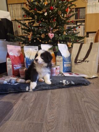 Jakmile tohle štěňátko ochutnalo naše dobroty, bylo rozhodnuto 🐶💚 Od té chvíle už nic jiného nechtělo – radost, vrtění...